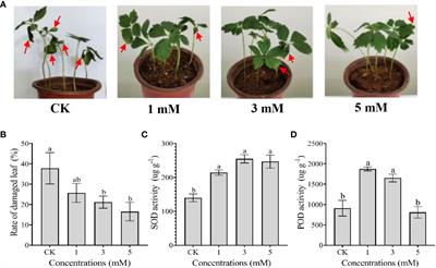 Exogenous leucine alleviates heat stress and improves saponin synthesis in Panax notoginseng by improving antioxidant capacity and maintaining metabolic homeostasis